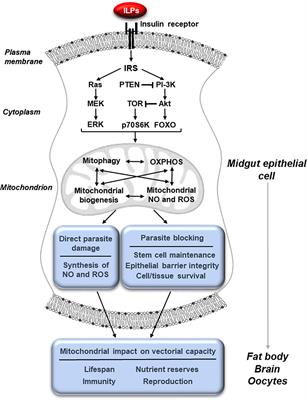 Midgut Mitochondrial Function as a Gatekeeper for Malaria Parasite Infection and Development in the Mosquito Host